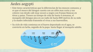 Aedes aegypti
• Este tiene caracteristicas que lo diferencían de los moscos comunes, y
es que el mosco del dengue cuenta con un sifón mas corto y sus
colores van desde cafe muy oscuro a negro con franjas blancas en
tórax y patas. Tienen un tiempo de vida de hasta 4 semanas, el
mosquito del dengue pica en un radio de hasta 800 metros de su nido
y la madre infectada transmite el virus a sus huevesillos.
• Su ciclo de vida comienza en el huevo depositado en el agua, se
convierte en larba, seguido de la pupa hasta llegar al mosquito adulto.
 
