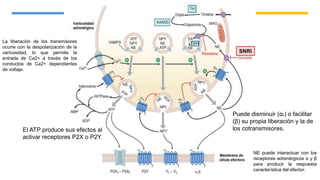 SNRI
La liberación de los transmisores
ocurre con la despolarización de la
varicosidad, lo que permite la
entrada de Ca2+ a través de los
conductos de Ca2+ dependientes
de voltaje.
NE puede interactuar con los
receptores adrenérgicos α y β
para producir la respuesta
característica del efector.
Puede disminuir (α2) o facilitar
(β) su propia liberación y la de
los cotransmisores.El ATP produce sus efectos al
activar receptores P2X o P2Y.
 