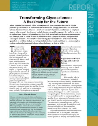 applications, glycans remain
less studied than other
molecules of life, such as
DNA and proteins (see Box
1).
Glycoscience in Health,
Energy, and Materials
Science
The committee investigated
three key areas in which
glycoscience can make
significant contributions:
Health
Glycans play roles in
almost every biological
process and are involved in every major disease.
They are integral to cell adhesion and move-
ment, such as when white blood cells migrate to
a site of injury or infection. Glycans inside cells
help influence the expression of genes and
proteins, forming part of a cell’s response to
biological signals. The human immune system
has evolved the ability to recognize pathogen-
specific glycan sequences on bacteria, viruses,
and fungi, triggering an immune response.
These properties mean glycans are useful as
components of therapeutic drugs to help treat
chronic and infectious diseases and as
biomarkers to detect diseases like cancer.
Glycoscience can also contribute to person-
alized medicine. In recent years, there have
been substantial investments in studying the
human genome to develop disease treatments
T
hroughout the
natural world,
glycans are ubiqui-
tous. Every living cell is
covered with a glycan layer
that provides a cell- and
tissue-specific identity, and
many proteins receive
glycan tags that can act like
a dimmer switch to modu-
late protein activity (see
Figure 1). Glycans also play
key roles in the reactions of
photosynthesis and metabo-
lism. In recent years,
scientists have realized that
understanding glycans’
biological roles can yield advances in medicine;
their polymer structures can produce renewable
materials with useful properties; and the glycans
found in plant cell walls can be processed to
make biofuels. Yet despite these potential
A new focus on glycoscience, a field that explores the structures and functions of sugars,
promises great advances in areas as diverse as medicine, energy generation, and materials
science, this report finds. Glycans—also known as carbohydrates, saccharides, or simply as
sugars—play central roles in many biological processes and have properties useful in an array
of applications. However, glycans have received little attention from the research community
due, in large part, to a lack of tools to probe their often complex structures and properties.
This report presents a roadmap for transforming glycoscience from a field dominated by
specialists to a widely studied and integrated discipline, which could lead to a more complete
understanding of glycans and help solve key challenges in diverse fields.
Transforming Glycoscience:
A Roadmap for the Future
Figure 1.  Cell surfaces are covered with a layer
of glycans. Here, glycans on Chinese hamster
ovary cells are imaged in red, and cell nuclei
and Golgi apparatus are blue and green,
respectively. Source: Carolyn Bertozzi, Scott
Laughlin, and Jeremy Baskin.
Box 1. What are Glycans?
Glycans—also known as carbohydrates, saccharides, or
simply as sugars—are molecules made up of combinations of
different sugar units, such as glucose. These units can link
together to form complex, three dimensional structures.
Unlike DNA and proteins, glycans are not created by
following a template. Instead, the reactions that link
individual sugar units together are influenced by factors
including cellular metabolism, cell type, developmental
stage, and nutrient availability. These factors provide
substantial diversity and allow for glycans with a wide array
of properties, but also make glycans more difficult to study
and manipulate in the laboratory.
 