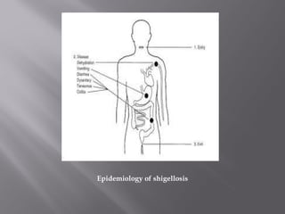 Epidemiology of shigellosis
 
