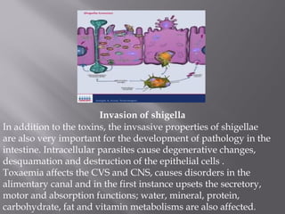 Invasion of shigella
In addition to the toxins, the invsasive properties of shigellae
are also very important for the development of pathology in the
intestine. Intracellular parasites cause degenerative changes,
desquamation and destruction of the epithelial cells .
Toxaemia affects the CVS and CNS, causes disorders in the
alimentary canal and in the first instance upsets the secretory,
motor and absorption functions; water, mineral, protein,
carbohydrate, fat and vitamin metabolisms are also affected.
 