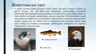 Животињски свет
 У парку постоји преко 28 врста риба, преко 300 врста птица и преко 40
врста сисара. Све ове животиње формирају јединствено еколошко
окружење које привлачи много рибара и посматрача птица. Воде парка су
пуне смеђе пастрмке и шуме сивих сокола и орлова. И ћелави орао и сиви
соко користе површине унутар парка. Сиви соколи у роњењу могу достићи
брзину преко 200 км. Након што су наведене као угрожена врста, број
ових птица се повећао искључиво захваљујући напорима за очувању
националног паркаАcadiа.
► Сиви соко
► Ћелави орао
► Смеђа пастрмка
 