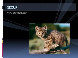 GROUP 
THEY ARE MAMMALS. 
 