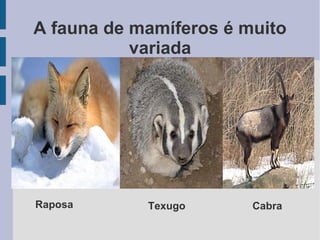 A fauna de mamíferos é muito
variada
Raposa Texugo Cabra
 