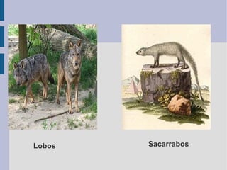 Lobos Sacarrabos
 