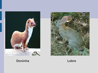 Doninha Lebre
 