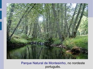 Parque Natural de Montesinho, no nordeste
português.
 