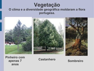 Vegetação
O clima e a diversidade geográfica moldaram a flora
portugesa.
Pinheiro com
apenas 7
anos
Castanhero
Sombreiro
 