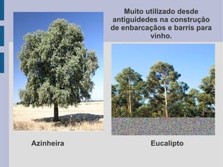 Azinheira
Muito utilizado desde
antiguidedes na construção
de enbarcaçãos e barris para
vinho.
Eucalipto
 