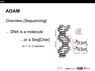 ADAM 
Overview (Sequencing) 
- DNA is a molecule 
…or a Seq[Char] 
(A, T, G, C) alphabet 
 