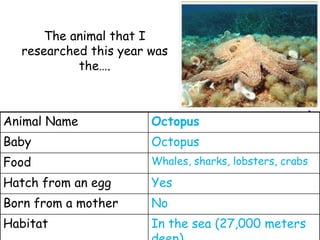 The animal that I
  researched this year was
           the….



Animal Name            Octopus
Baby                   Octopus
Food                   Whales, sharks, lobsters, crabs

Hatch from an egg      Yes
Born from a mother     No
Habitat                In the sea (27,000 meters
 