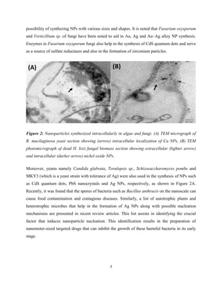 7
possibility of synthezing NPs with various sizes and shapes. It is noted that Fusarium oxysporum
and Verticillium sp. of fungi have been noted to aid in Au, Ag and Au–Ag alloy NP synthesis.
Enzymes in Fusarium oxysporum fungi also help in the synthesis of CdS quantum dots and serve
as a source of sulfate reductases and also in the formation of zirconium particles.
Figure 2: Nanoparticles synthesized intracellularly in algae and fungi. (A) TEM micrograph of
R. mucilaginosa yeast section showing (arrow) intracellular localization of Cu NPs, (B) TEM
photomicrograph of dead H. lixii fungal biomass section showing extracellular (lighter arrow)
and intracellular (darker arrow) nickel oxide NPs.
Moreover, yeasts namely Candida glabrata, Torulopsis sp., Schizosaccharomyces pombe and
MKY3 (which is a yeast strain with tolerance of Ag) were also used in the synthesis of NPs such
as CdS quantum dots, PbS nanocrystals and Ag NPs, respectively, as shown in Figure 2A.
Recently, it was found that the spores of bacteria such as Bacillus anthracis on the nanoscale can
cause food contamination and contagious diseases. Similarly, a list of autotrophic plants and
heterotrophic microbes that help in the formation of Ag NPs along with possible nucleation
mechanisms are presented in recent review articles. This list assists in identifying the crucial
factor that induces nanoparticle nucleation. This identification results in the preparation of
nanometer-sized targeted drugs that can inhibit the growth of these harmful bacteria in its early
stage.
 