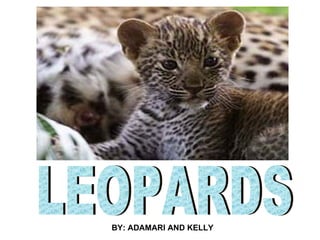 LEOPARDS BY: ADAMARI AND KELLY 