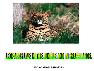LEOPARDS LIVE IN THE JUNGLE AND IN GRASSLANDS. BY: ADAMARI AND KELLY 