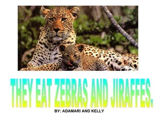 THEY EAT ZEBRAS AND JIRAFFES. BY: ADAMARI AND KELLY 