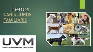 Perros
CANIS LUPUS
FAMILIARIS
 