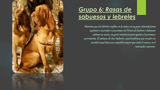 Grupo 6: Rasas de
sabuesos y lebreles
Mientrasqueloslebrelesconfíanenlavistay ensugranvelocidadpara
capturaro acorralarasuspresas,losPerrosdeRastreoo Sabuesos
utilizansunarizy sugranresistenciaparaagotaralaspresasy
acorralarlas.ElsabuesodeSanHuberto,cuyahembranaquerecubresu
cavidadnasaltieneunasuperficiemayorquetodoelcuerpo,esel
rastreadorsupremo.
 