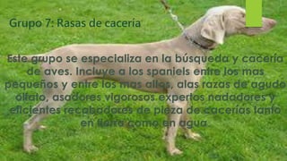 Grupo 7: Rasas de cacería
Este grupo se especializa en la búsqueda y cacería
de aves. Incluye a los spaniels entre los mas
pequeños y entre los mas altos, alas razas de agudo
olfato, asadores vigorosos expertos nadadores y
eficientes recabadores de pieza de cacerías tanto
en tierra como en agua.
 