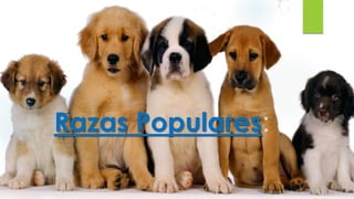Razas Populares:
 