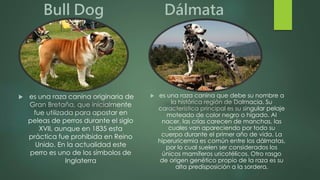 Bull Dog
 es una raza canina originaria de
Gran Bretaña, que inicialmente
fue utilizada para apostar en
peleas de perros durante el siglo
XVII, aunque en 1835 esta
práctica fue prohibida en Reino
Unido. En la actualidad este
perro es uno de los símbolos de
Inglaterra
Dálmata
 es una raza canina que debe su nombre a
la histórica región de Dalmacia. Su
característica principal es su singular pelaje
moteado de color negro o hígado. Al
nacer, las crías carecen de manchas, las
cuales van apareciendo por todo su
cuerpo durante el primer año de vida. La
hiperuricemia es común entre los dálmatas,
por lo cual suelen ser considerados los
únicos mamíferos uricotélicos. Otro rasgo
de origen genético propio de la raza es su
alta predisposición a la sordera.
 