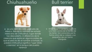 Chiuhuahueño
 es una raza de perro originaria de
México. Recibe su nombre del estado
mexicano de Chihuahua, lugar donde
fue descubierto. A diferencia de la
creencia que existe en algunos países de
que el perro le dio el nombre al estado, la
palabra Chihuahua significa ‘lugar árido
y arenoso’ en la lengua del pueblo
rarámuri
Bull terrier
 El Bull terrier o bull terrier inglés es
una raza canina de la familia de
los terrier. Son conocidos por la
forma única de su cabeza y sus
pequeños ojos en forma
triangular.
 
