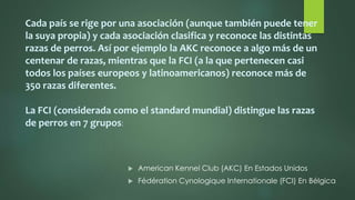  American Kennel Club (AKC) En Estados Unidos
 Fédération Cynologique Internationale (FCI) En Bélgica
Cada país se rige por una asociación (aunque también puede tener
la suya propia) y cada asociación clasifica y reconoce las distintas
razas de perros. Así por ejemplo la AKC reconoce a algo más de un
centenar de razas, mientras que la FCI (a la que pertenecen casi
todos los países europeos y latinoamericanos) reconoce más de
350 razas diferentes.
La FCI (considerada como el standard mundial) distingue las razas
de perros en 7 grupos:
 