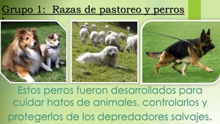 Grupo 1: Razas de pastoreo y perros
boyeros
Estos perros fueron desarrollados para
cuidar hatos de animales, controlarlos y
protegerlos de los depredadores salvajes.
 