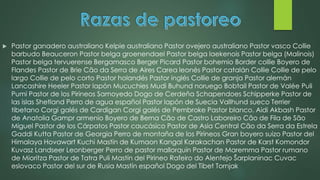  Pastor ganadero australiano Kelpie australiano Pastor ovejero australiano Pastor vasco Collie
barbudo Beauceron Pastor belga groenendael Pastor belga laekenois Pastor belga (Malinois)
Pastor belga tervuerense Bergamasco Berger Picard Pastor bohemio Border collie Boyero de
Flandes Pastor de Brie Cão da Serra de Aires Carea leonés Pastor catalán Collie Collie de pelo
largo Collie de pelo corto Pastor holandés Pastor inglés Collie de granja Pastor alemán
Lancashire Heeler Pastor lapón Mucuchies Mudi Buhund noruego Bobtail Pastor de Valée Puli
Pumi Pastor de los Pirineos Samoyedo Dogo de Cerdeña Schapendoes Schipperke Pastor de
las islas Shetland Perro de agua español Pastor lapón de Suecia Vallhund sueco Terrier
tibetano Corgi galés de Cardigan Corgi galés de Pembroke Pastor blanco. Aidi Akbash Pastor
de Anatolia Gampr armenio Boyero de Berna Cão de Castro Laboreiro Cão de Fila de São
Miguel Pastor de los Cárpatos Pastor caucásico Pastor de Asia Central Cão da Serra da Estrela
Gaddi Kutta Pastor de Georgia Perro de montaña de los Pirineos Gran boyero suizo Pastor del
Himalaya Hovawart Kuchi Mastín de Kumaon Kangal Karakachan Pastor de Karst Komondor
Kuvasz Landseer Leonberger Perro de pastor mallorquín Pastor de Maremma Pastor rumano
de Mioritza Pastor de Tatra Puli Mastín del Pirineo Rafeiro do Alentejo Šarplaninac Cuvac
eslovaco Pastor del sur de Rusia Mastín español Dogo del Tíbet Tornjak
 