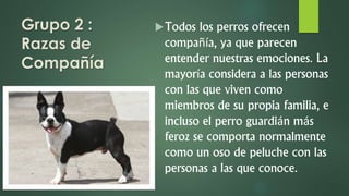 Grupo 2 :
Razas de
Compañía
Todos los perros ofrecen
compañía, ya que parecen
entender nuestras emociones. La
mayoría considera a las personas
con las que viven como
miembros de su propia familia, e
incluso el perro guardián más
feroz se comporta normalmente
como un oso de peluche con las
personas a las que conoce.
 
