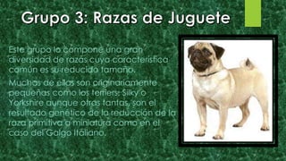 Este grupo lo compone una gran
diversidad de razas cuya característica
común es su reducido tamaño.
Muchas de ellas son originariamente
pequeñas como los terriers; Silky o
Yorkshire aunque otras tantas, son el
resultado genético de la reducción de la
raza primitiva a miniatura como en el
caso del Galgo Italiano.
 