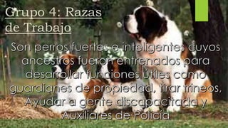 Grupo 4: Razas
de Trabajo
 