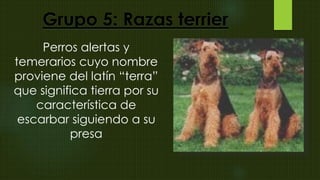 Perros alertas y
temerarios cuyo nombre
proviene del latín “terra”
que significa tierra por su
característica de
escarbar siguiendo a su
presa
Grupo 5: Razas terrier
 