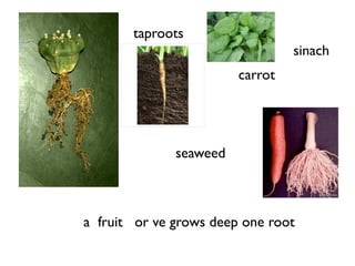 taproots
                                 sinach
                        carrot




              seaweed



a fruit or ve grows deep one root
 
