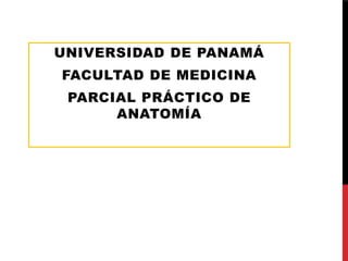 UNIVERSIDAD DE PANAMÁ
FACULTAD DE MEDICINA
PARCIAL PRÁCTICO DE
ANATOMÍA
 