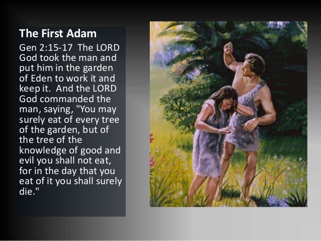 The First Adam Verse : BIBLE VERSES ABOUT ADAM – RRSWP