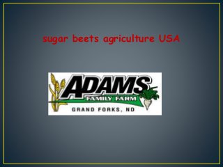 sugar beets agriculture USA
 