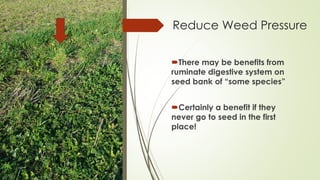 Reduce Weed Pressure
There may be benefits from
ruminate digestive system on
seed bank of “some species”
Certainly a benefit if they
never go to seed in the first
place!
 