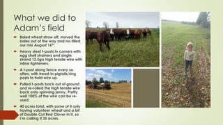 What we did to
Adam’s field
 Baled wheat straw off, moved the
bales out of the way and no-tilled
our mix August 16th.
 Heavy steel t-posts in corners with
egg shell strainers and single
strand 12.5ga high tensile wire with
inline tighteners.
 A t-post along fence every so
often, with tread-in pigtails/ring
posts to hold wire up.
 Pulled t-posts back out of ground
and re-rolled the high tensile wire
back onto spinning jenny. Pretty
well 100% of the wire can be re-
used.
 40 acres total, with some of it only
having volunteer wheat and a bit
of Double Cut Red Clover in it, so
I’m calling it 35 acres.
 