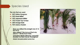 Species Used
The mix that we used:
 35% Italian Ryegrass
 15% Pearl Millet
 15% Japanese Millet
 15% Purple Top Turnips
 10% Forage Kale
 10% Daikon Radish
Then we drilled this straight mix @ 15
lbs/acre
Also drilled 7 lbs/acre of that mix
above + 30 lbs/acre Oats
Volunteer Winter Wheat & ‘sporadic’
Double Cut Red Clover Throughout
Adam broadcasted some too
 
