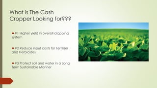 What is The Cash
Cropper Looking for???
#1 Higher yield in overall cropping
system
#2 Reduce input costs for Fertilizer
and Herbicides
#3 Protect soil and water in a Long
Term Sustainable Manner
 
