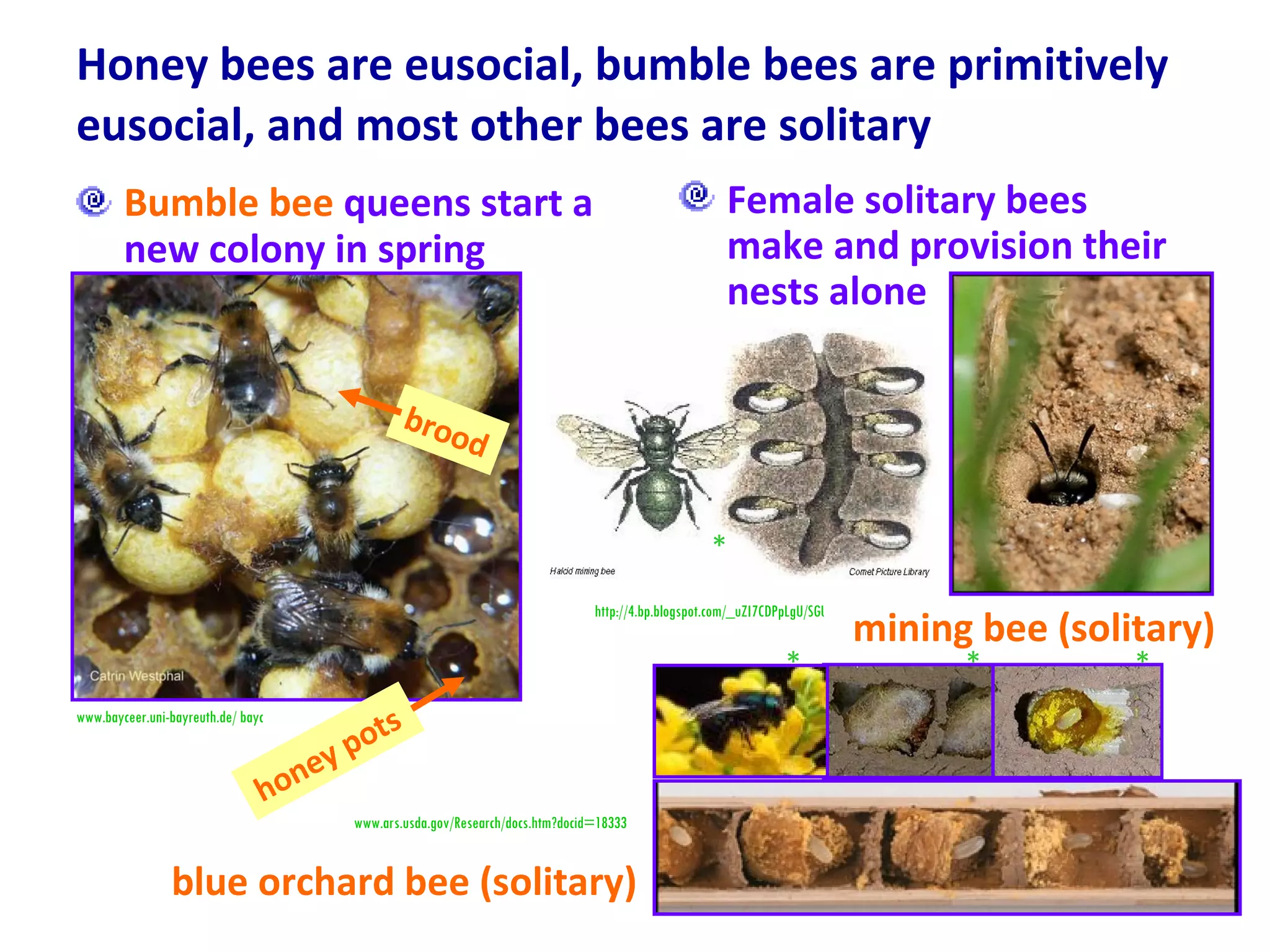 Honey bees are eusocial, bumble bees are primitively eusocial, and most other bees are solitary Bumble bee  queens start a new colony in spring Female solitary bees make and provision their nests alone  blue orchard bee (solitary) mining bee (solitary) www.bayceer.uni-bayreuth.de/ bayceer_image/1764.jpg http://4.bp.blogspot.com/_uZI7CDPpLgU/SGUrx2ylFJI/AAAAAAAAAXI/S3COnG6szP0/ www.ars.usda.gov/Research/docs.htm?docid=18333 * * * * brood honey pots 