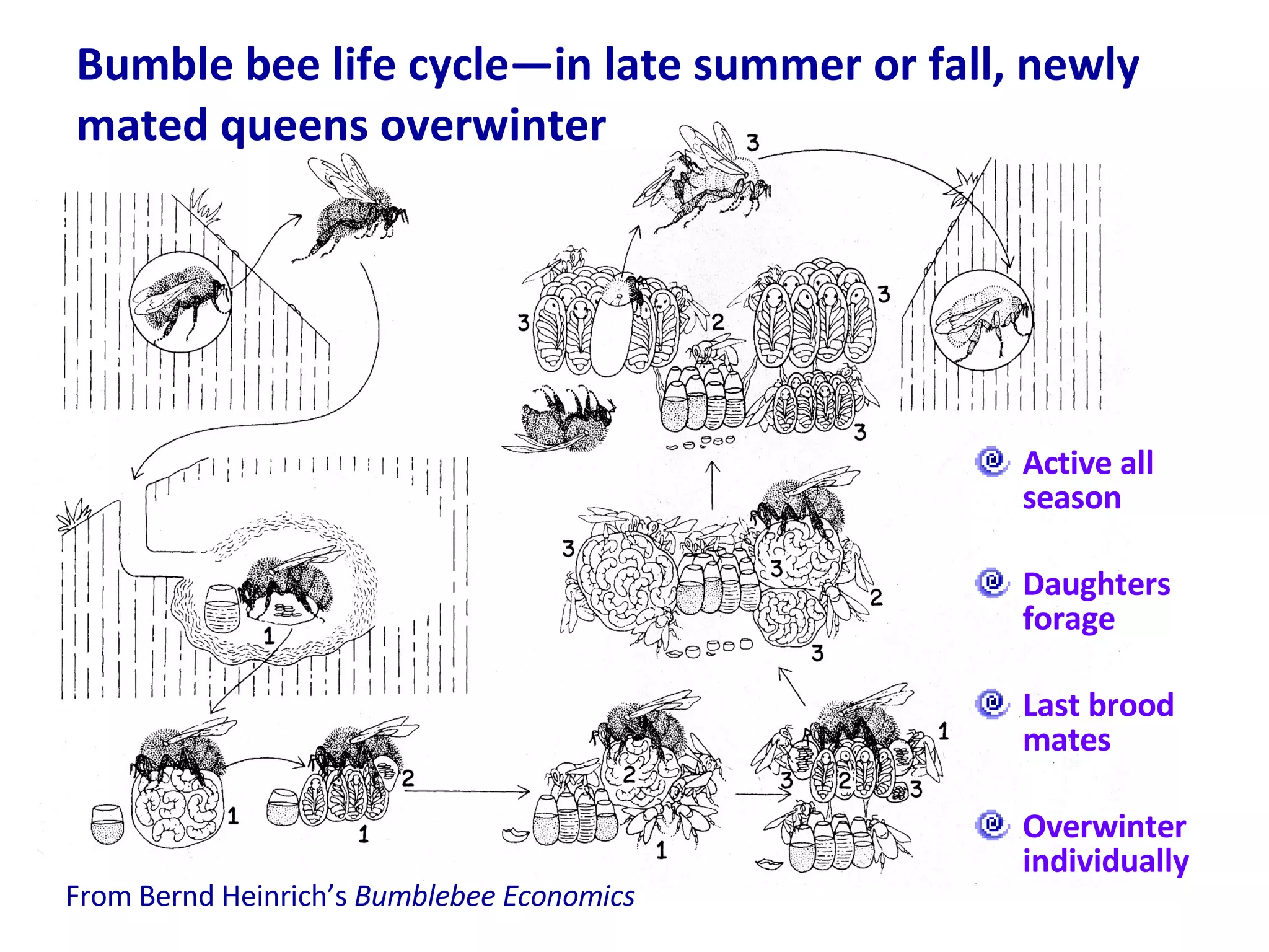 Active all season Daughters forage Last brood mates Overwinter individually Bumble bee life cycle—in late summer or fall, newly mated queens overwinter  From Bernd Heinrich’s  Bumblebee Economics  