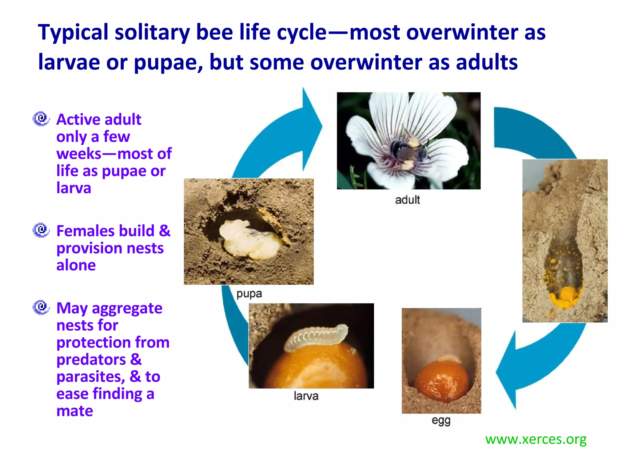 Typical solitary bee life cycle—most overwinter as larvae or pupae, but some overwinter as adults Active adult only a few weeks—most of life as pupae or larva Females build & provision nests alone May aggregate nests for protection from predators & parasites, & to ease finding a mate  www.xerces.org 
