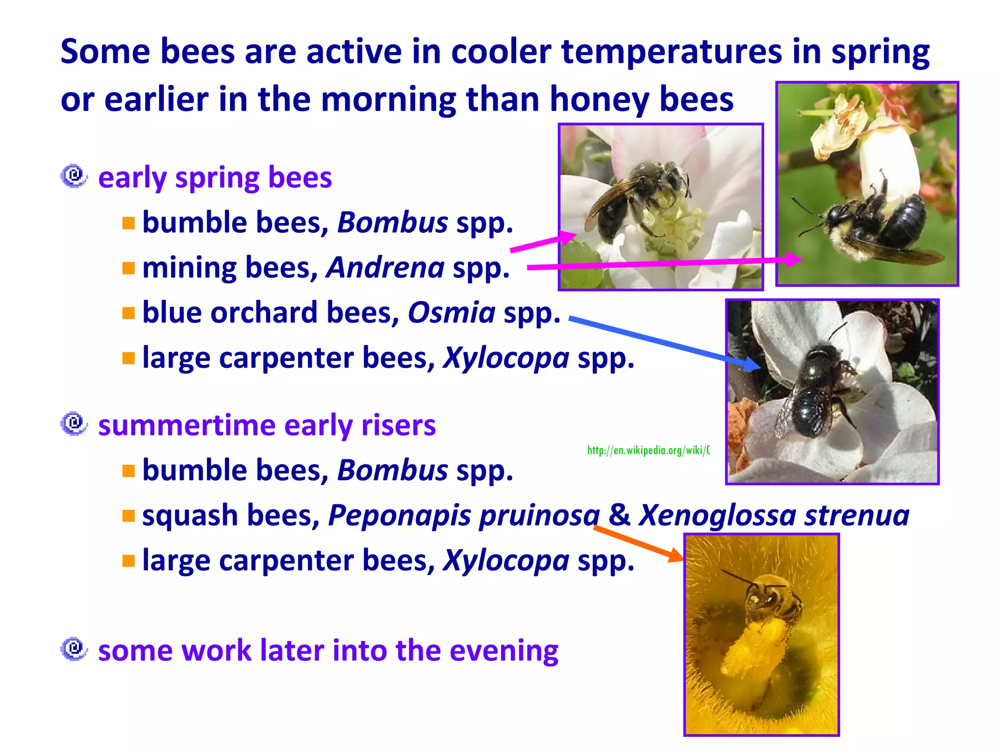 Some bees are active in cooler temperatures in spring or earlier in the morning than honey bees early spring bees bumble bees,  Bombus  spp. mining bees,  Andrena  spp.  blue orchard bees,  Osmia  spp. large carpenter bees,  Xylocopa  spp. summertime early risers bumble bees,  Bombus  spp. squash bees,  Peponapis pruinosa  &  Xenoglossa strenua large carpenter bees,  Xylocopa  spp. some work later into the evening http://en.wikipedia.org/wiki/Orchard_mason_bee  