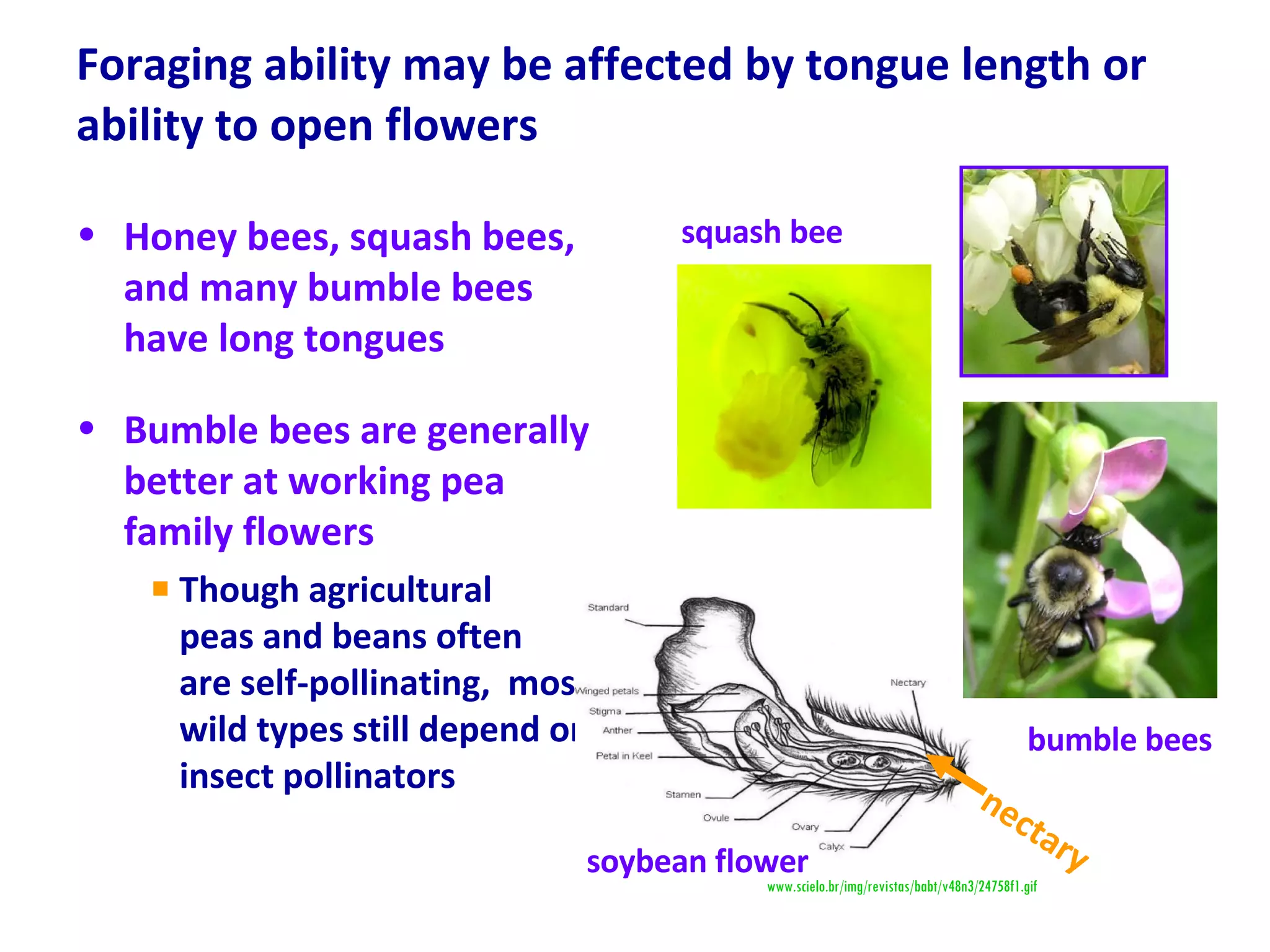 Foraging ability may be affected by tongue length or ability to open flowers  Honey bees, squash bees, and many bumble bees have long tongues  Bumble bees are generally better at working pea family flowers Though agricultural  peas and beans often  are self-pollinating,  most wild types still depend on insect pollinators bumble bees www.scielo.br/img/revistas/babt/v48n3/24758f1.gif  squash bee soybean flower nectary 