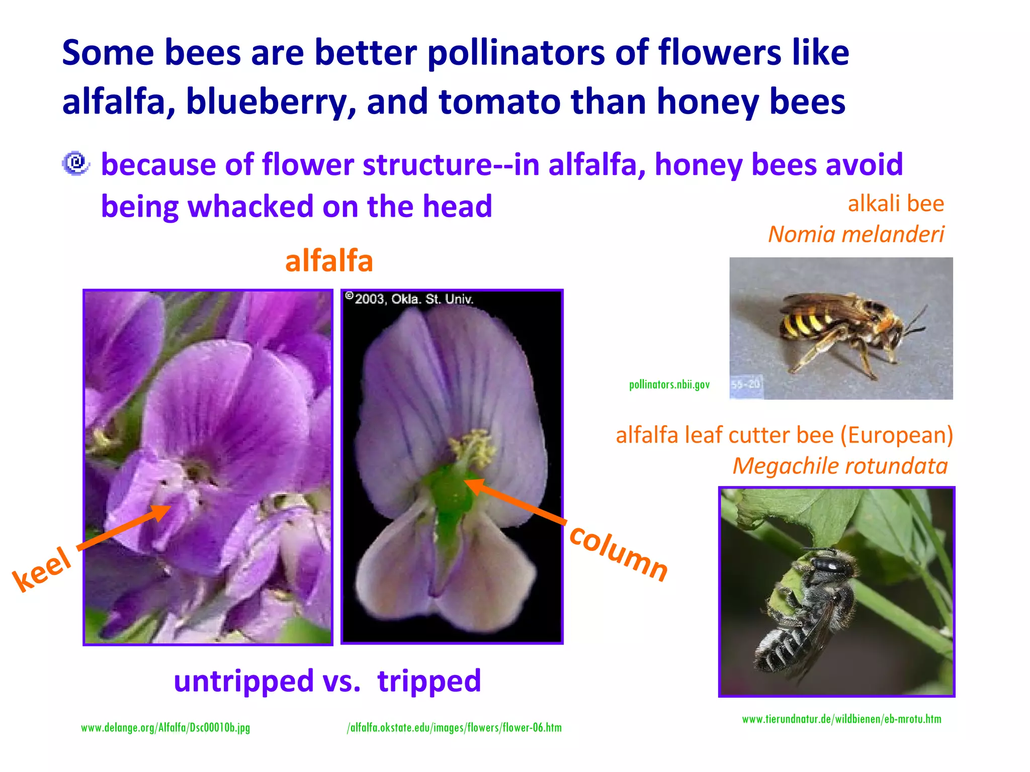 Some bees are better pollinators of flowers like alfalfa, blueberry, and tomato than honey bees because of flower structure--in alfalfa, honey bees avoid being whacked on the head www.delange.org/Alfalfa/Dsc00010b.jpg www.tierundnatur.de/wildbienen/eb-mrotu.htm pollinators.nbii.gov /alfalfa.okstate.edu/images/flowers/flower-06.htm untripped vs.  tripped keel column alfalfa alfalfa leaf cutter bee (European) Megachile rotundata   alkali bee Nomia melanderi 