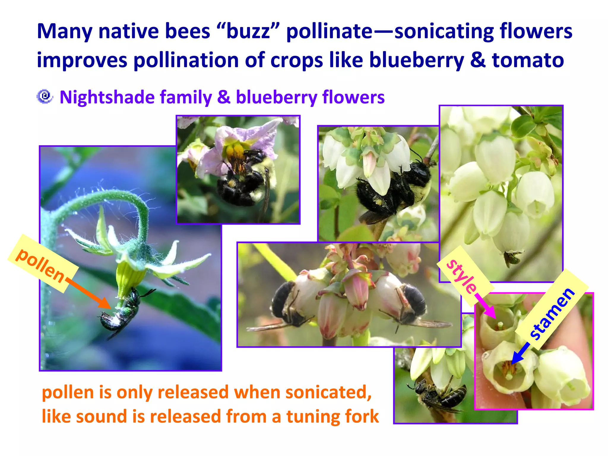 Many native bees “buzz” pollinate—sonicating flowers improves pollination of crops like blueberry & tomato Nightshade family & blueberry flowers  pollen is only released when sonicated,  like sound is released from a tuning fork pollen style  stamen  