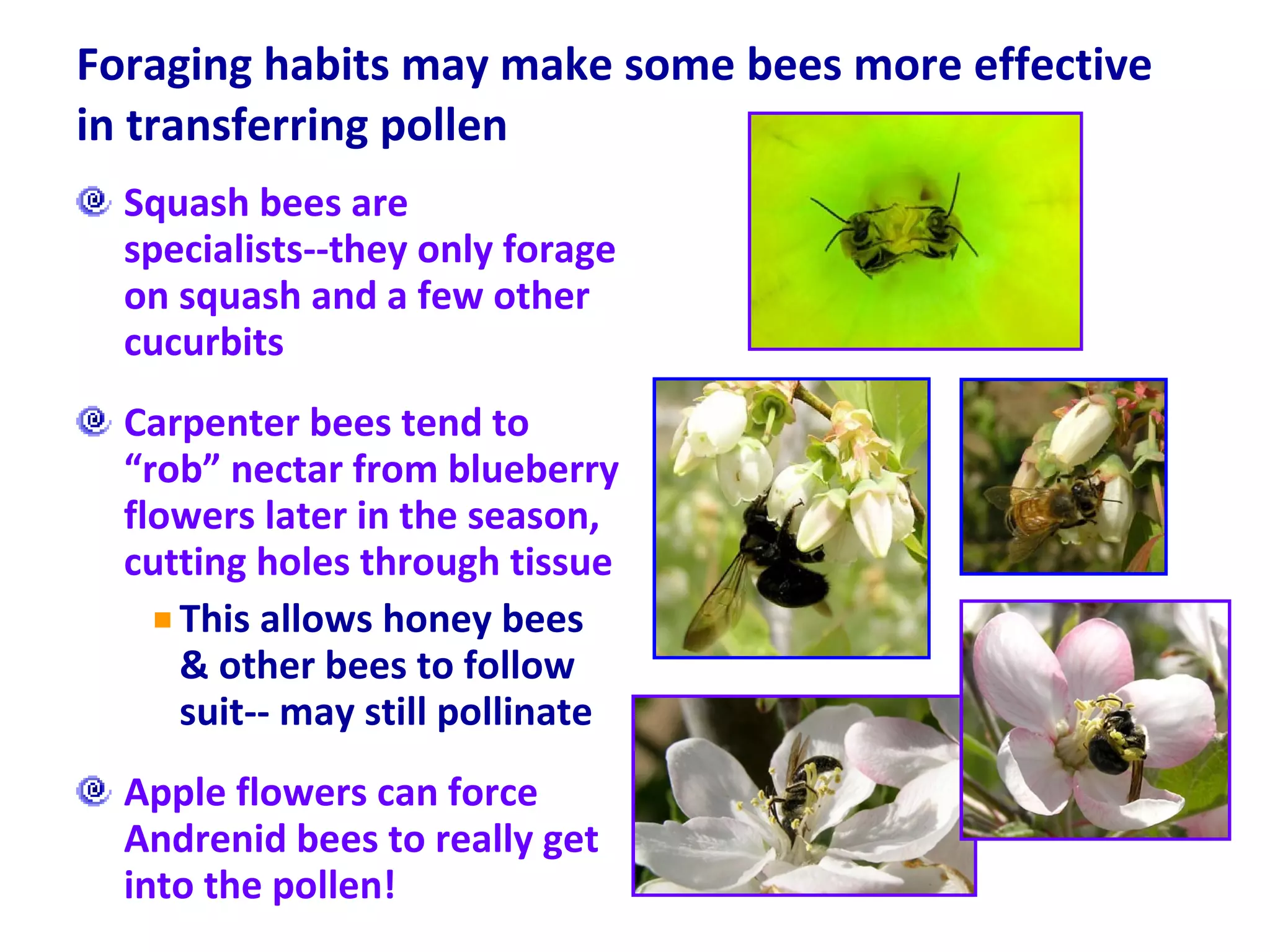 Foraging habits may make some bees more effective in transferring pollen  Squash bees are specialists--they only forage on squash and a few other cucurbits Carpenter bees tend to “rob” nectar from blueberry flowers later in the season, cutting holes through tissue This allows honey bees & other bees to follow suit-- may still pollinate Apple flowers can force Andrenid bees to really get into the pollen! 
