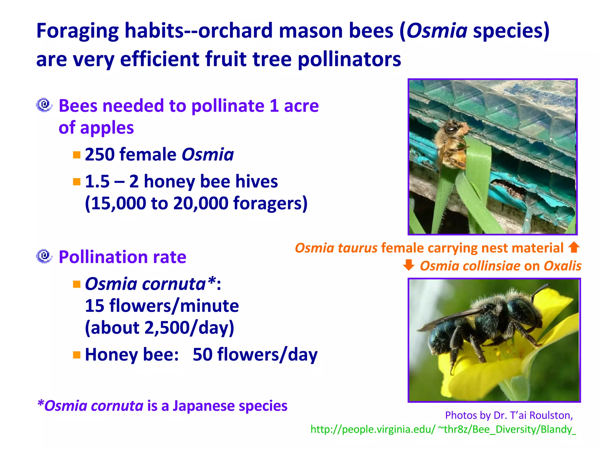 Foraging habits--orchard mason bees ( Osmia  species) are very efficient fruit tree pollinators  Bees needed to pollinate 1 acre of apples 250 female  Osmia   1.5 – 2 honey bee hives (15,000 to 20,000 foragers)  Pollination rate Osmia cornuta* :  15 flowers/minute  (about 2,500/day) Honey bee:  50 flowers/day *Osmia cornuta  is a Japanese species Osmia taurus  female carrying nest material      Osmia collinsiae  on  Oxalis Photos by Dr. T’ai Roulston,  http://people.virginia.edu/ ~thr8z/Bee_Diversity/Blandy_Bee_Diversity.php 