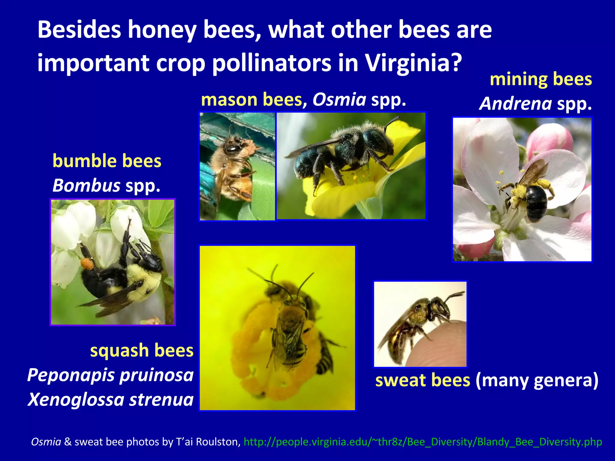 Besides honey bees, what other bees are important crop pollinators in Virginia?  sweat bees  (many genera) Osmia  & sweat bee photos by T’ai Roulston,  http://people.virginia.edu/~thr8z/Bee_Diversity/Blandy_Bee_Diversity.php squash bees Peponapis pruinosa Xenoglossa strenua bumble bees Bombus  spp. mason bees ,  Osmia  spp. mining bees Andrena  spp. 